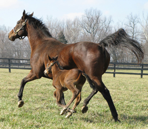 mare and foal galloping